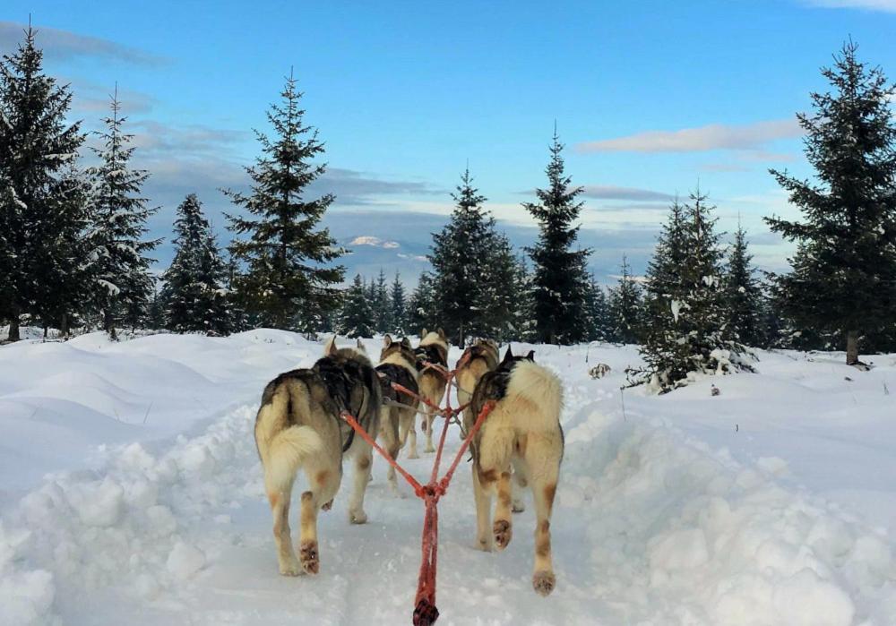 Csiki Hotel Miercurea Ciuc Dış mekan fotoğraf